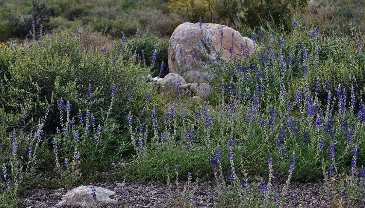 hills with brittlebush
